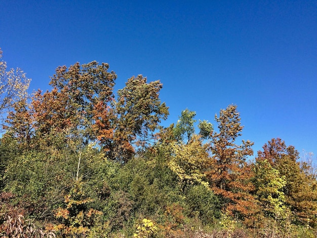  ⁇ 은 파란 하늘 을 배경 으로 나무 들 을 낮은 각도 로 볼 수 있다