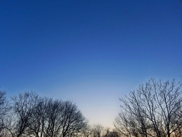 Low angle view of trees against clear blue sky