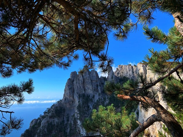 Low angle view of trees against clear blue sky