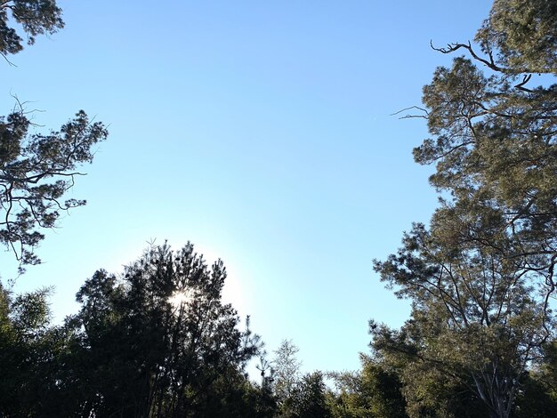 Low angle view of trees against clear blue sky