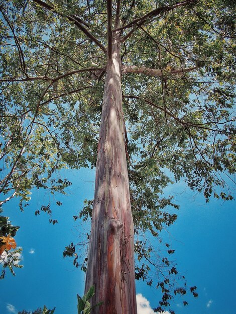 Low angle view of trees against clear blue sky