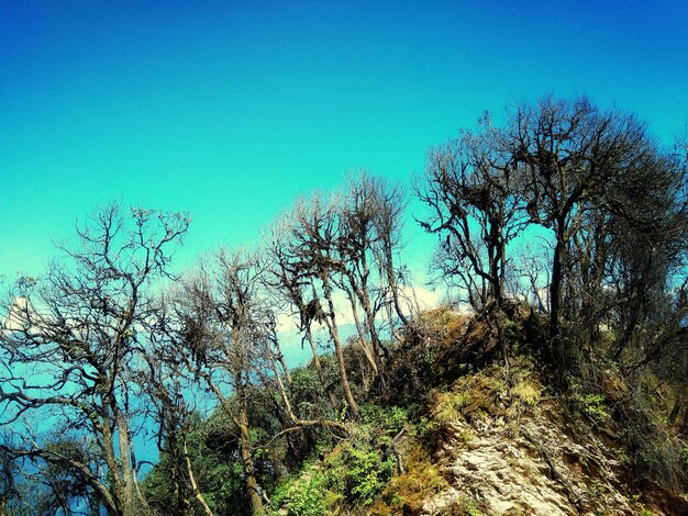 Low angle view of trees against clear blue sky