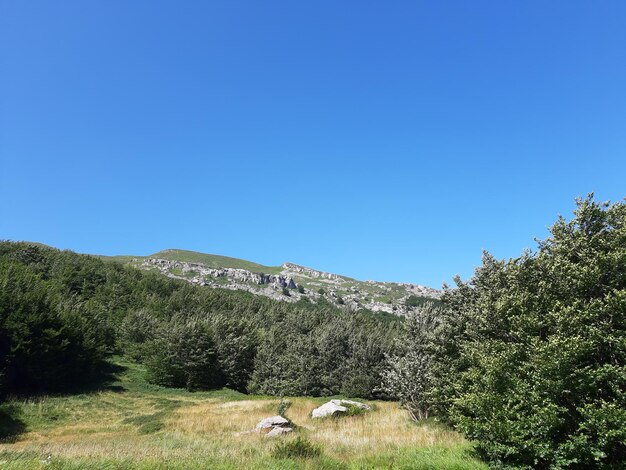 Low angle view of trees against clear blue sky