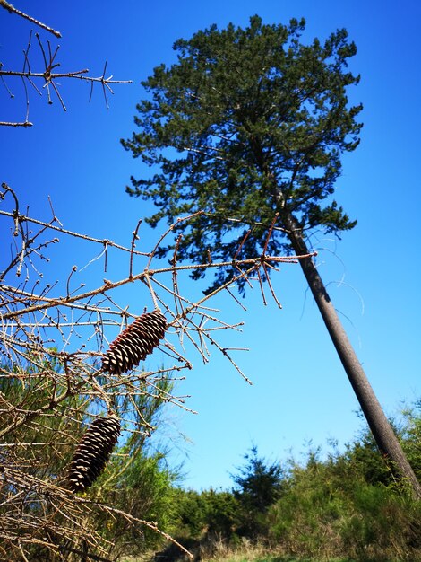 Low angle view of trees against clear blue sky