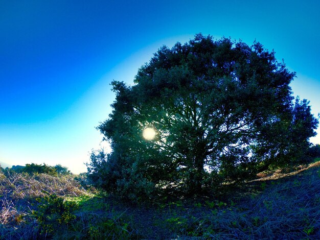 Low angle view of trees against clear blue sky