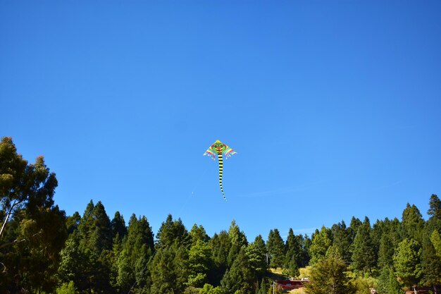 Foto vista ad angolo basso degli alberi contro un cielo blu limpido