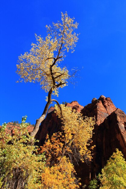 Low angle view of trees against clear blue sky