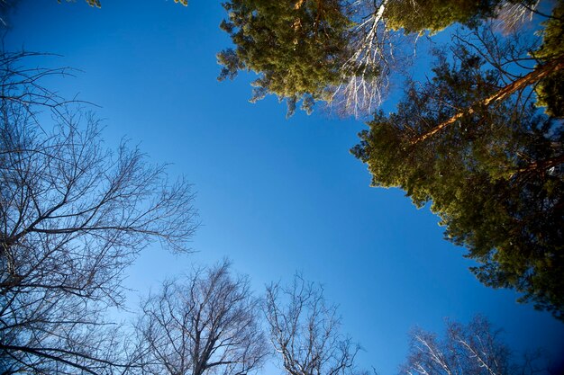 Low angle view of trees against clear blue sky