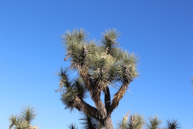 Photo low angle view of trees against clear blue sky