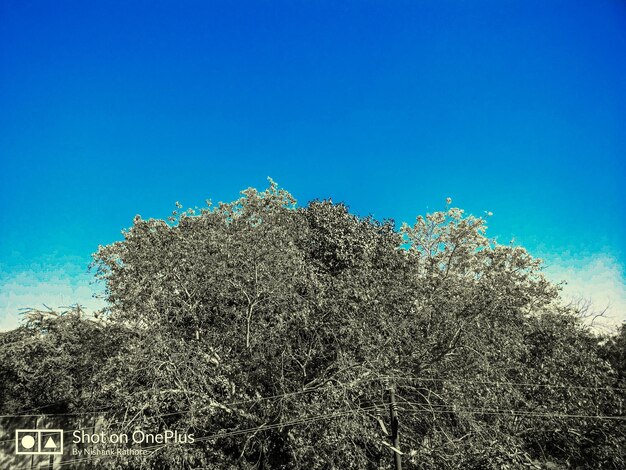 Low angle view of trees against clear blue sky