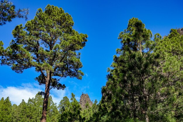 Low angle view of trees against clear blue sky