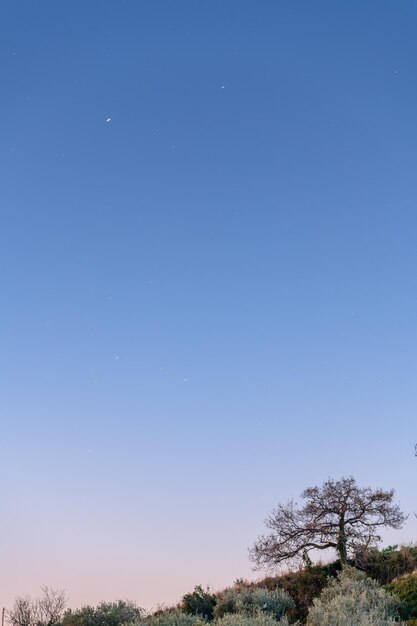 Low angle view of trees against clear blue sky