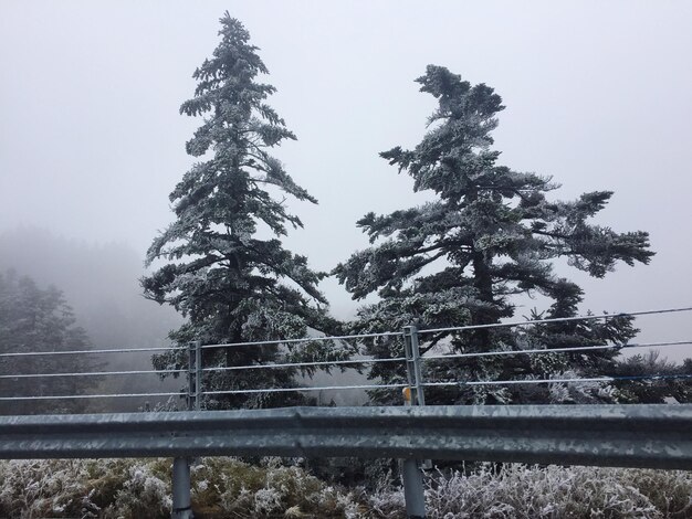 Low angle view of trees against clear sky during winter