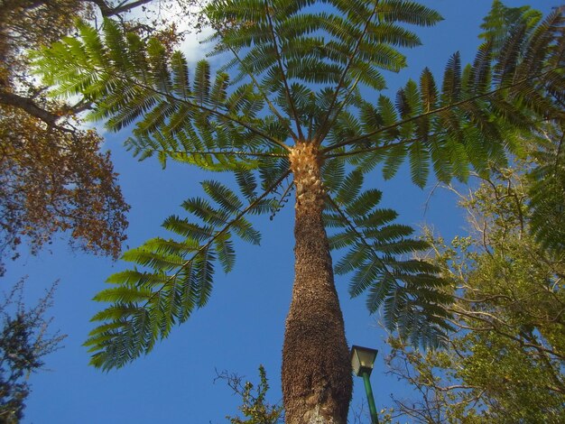 Low angle view of trees against clear sky