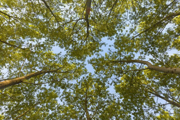 Foto vista ad angolo basso degli alberi contro un cielo limpido