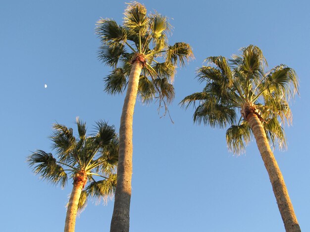 Photo low angle view of trees against clear sky