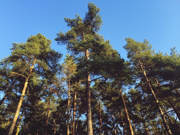 晴れた空に照らされた木々の低角度の景色