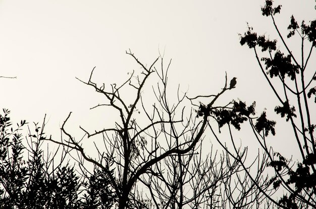 Photo low angle view of trees against clear sky