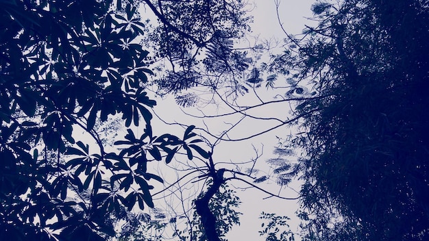 Low angle view of trees against clear sky