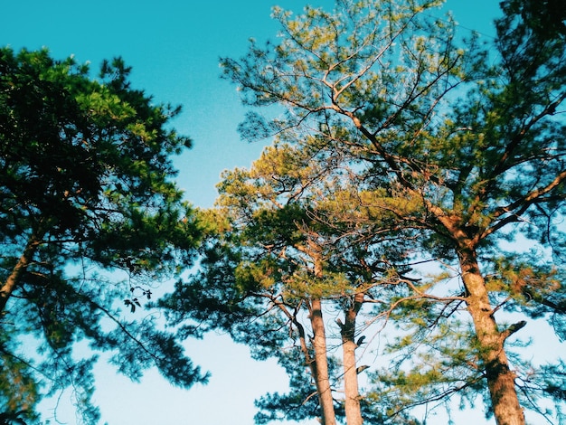 晴れた空に照らされた木々の低角度の景色