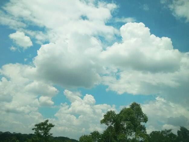 Low angle view of trees against cloudy sky