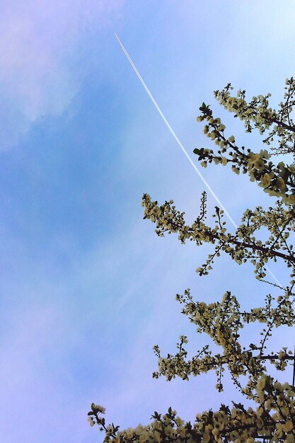 雲の空に照らされた木の低角度の景色