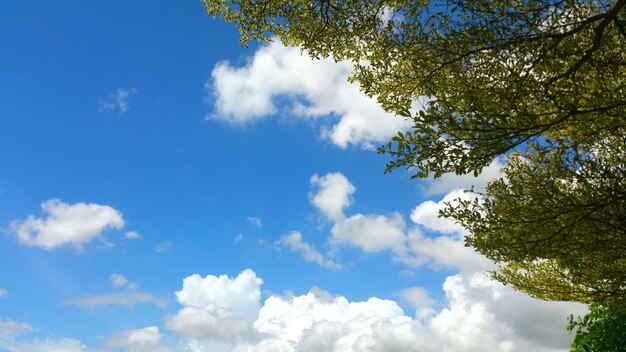 Low angle view of trees against cloudy sky