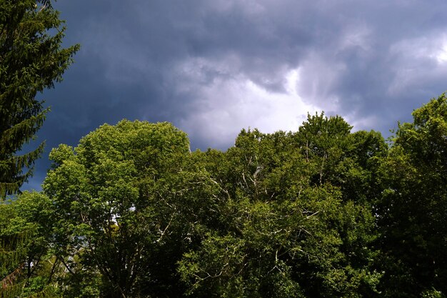 Foto vista ad angolo basso degli alberi contro un cielo nuvoloso