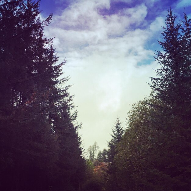 Low angle view of trees against cloudy sky