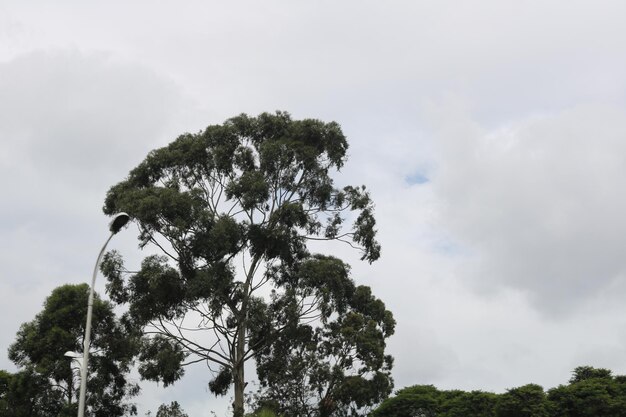 Low angle view of trees against cloudy sky