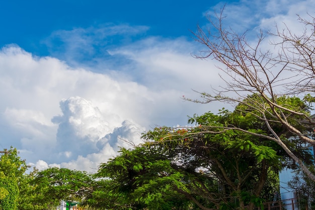 Low angle view of trees against cloudy sky