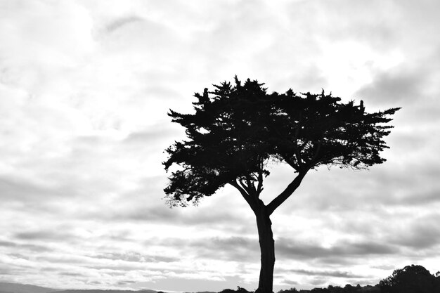 Foto vista ad angolo basso degli alberi contro un cielo nuvoloso