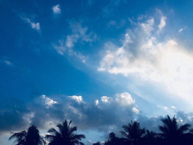 Low angle view of trees against cloudy sky