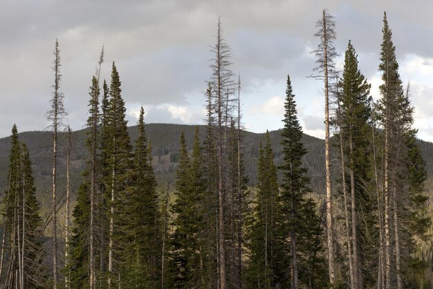 Foto vista ad angolo basso degli alberi contro un cielo nuvoloso