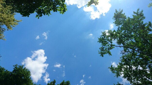 Foto vista ad angolo basso degli alberi contro un cielo nuvoloso