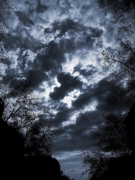 Foto veduta a bassa angolazione degli alberi sul cielo nuvoloso