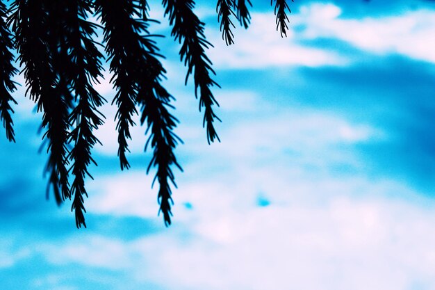 Low angle view of trees against cloudy sky