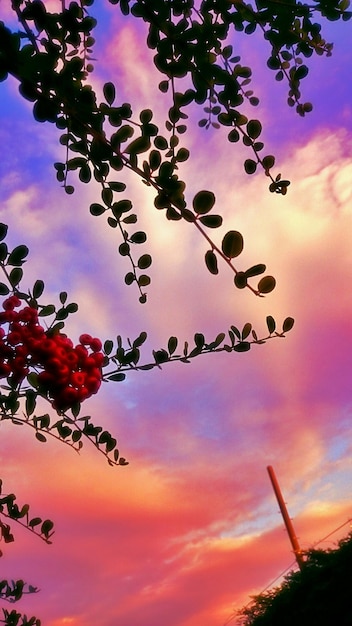 Foto vista ad angolo basso degli alberi contro un cielo nuvoloso