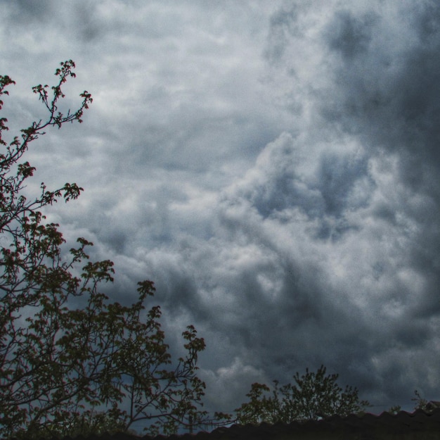 Photo low angle view of trees against cloudy sky