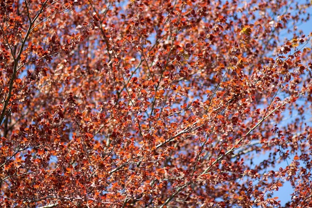 가을 에 하늘 을 배경 으로 한 나무 들 의 낮은 각도 시각