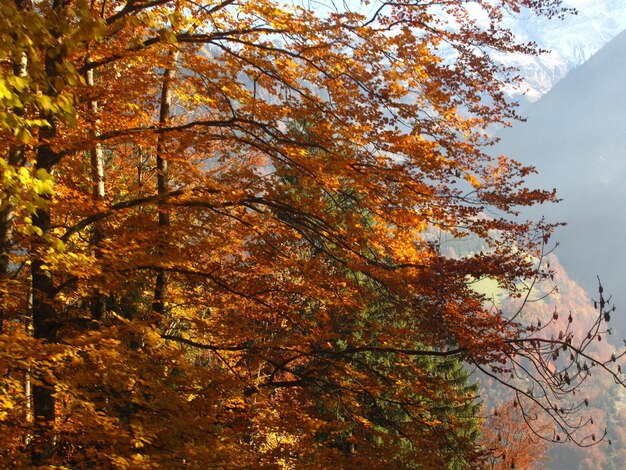 Low angle view of trees against sky during autumn