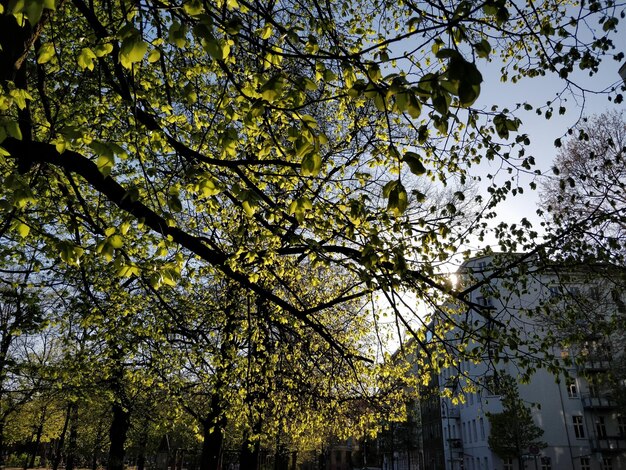 Low angle view of trees against sky in city