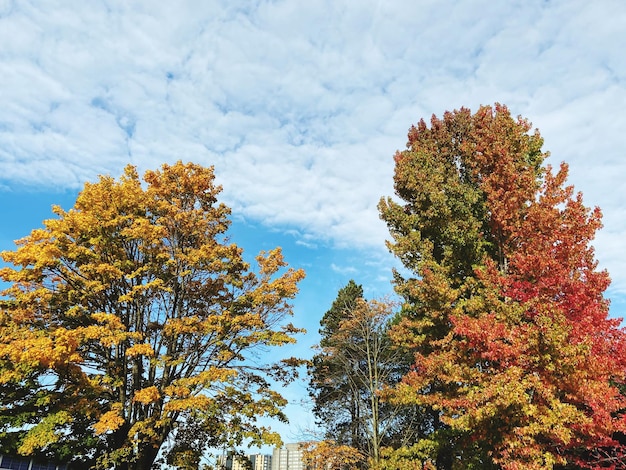 Photo low angle view of trees against sky during autumn