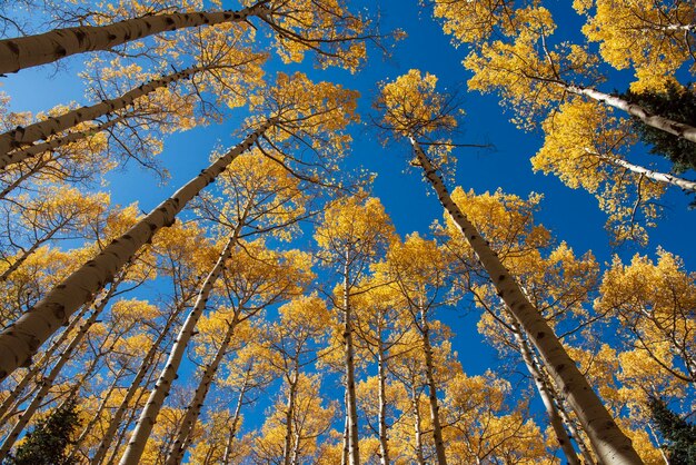 Photo low angle view of trees against sky during autumn