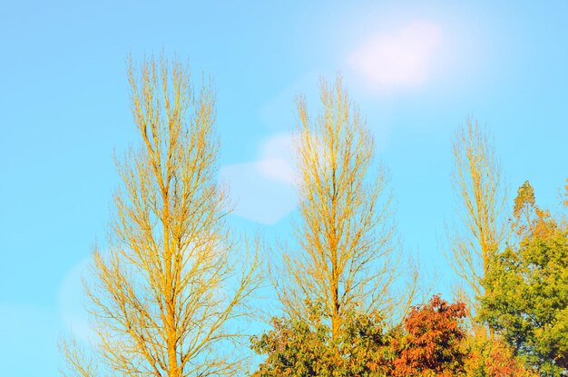 Low angle view of trees against sky during autumn