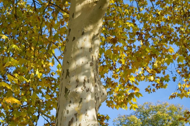 Photo low angle view of trees against sky during autumn