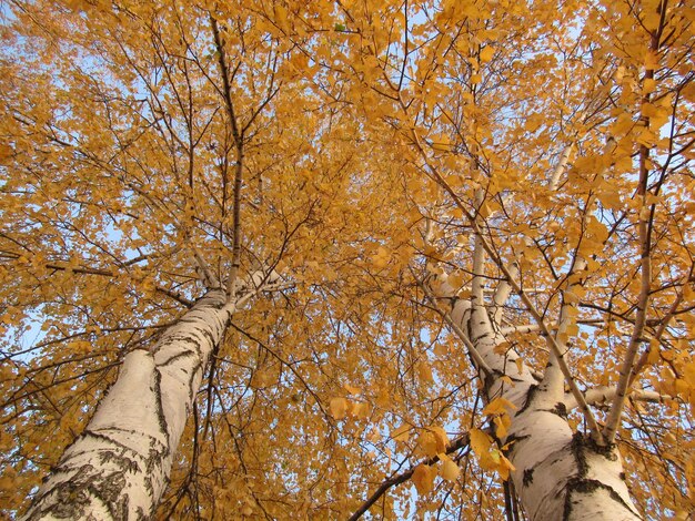 Photo low angle view of trees against sky during autumn