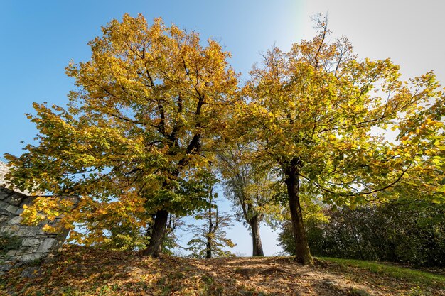 Vista ad angolo basso degli alberi contro il cielo durante l'autunno