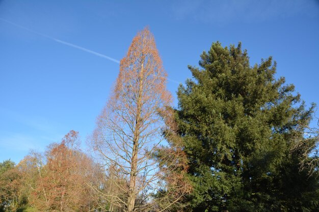 Low angle view of trees against sky during autumn