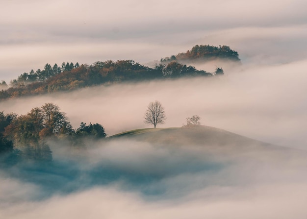 Foto vista ad angolo basso degli alberi contro il cielo durante il tramonto